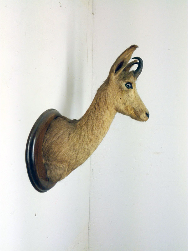 cabeza cabra montesa pared fauna madera 33-53x29x38 1u